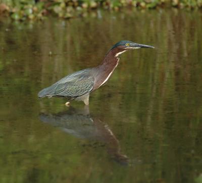 g4/52/363052/3/60128511.heron1.jpg