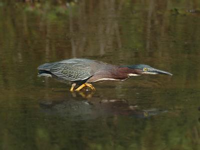 g4/52/363052/3/60128512.heron2.jpg
