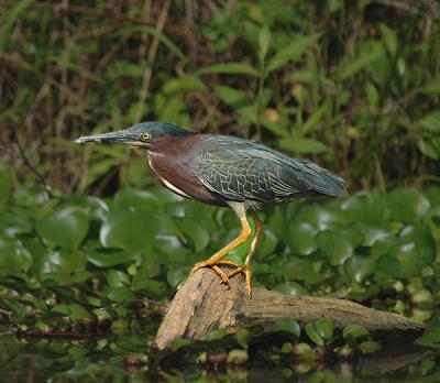 g4/52/363052/3/60128513.heron3.jpg
