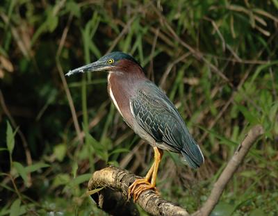 Adult