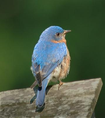 Male