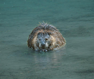 American Beaver