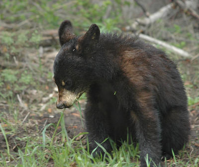 Black Bear Cub