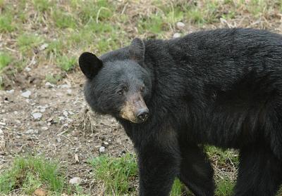 Black Bear