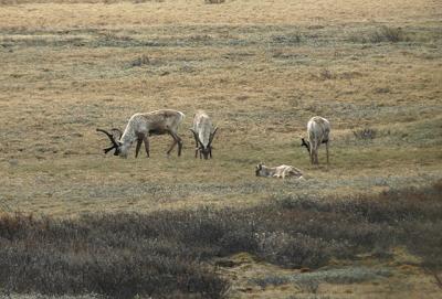 Caribou