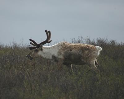 Caribou