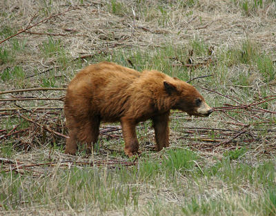 Black Bear Cub