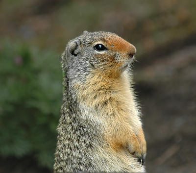 Columbian Ground Squirrel