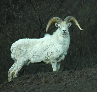 Dall Sheep