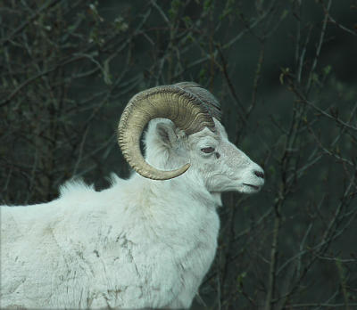 Dall Sheep