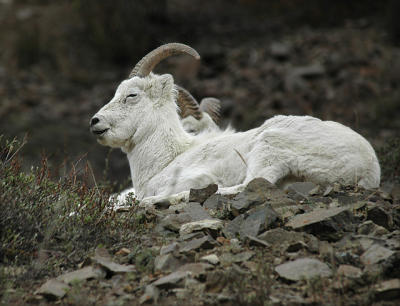 Dall Sheep