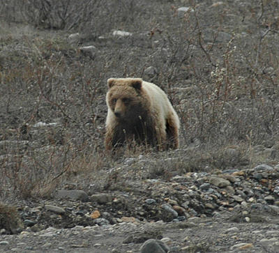 Grizzly (Brown) Bear