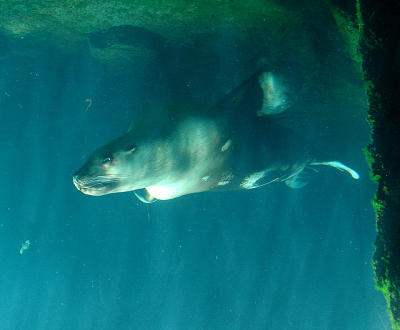 Harbor Seal Under Water