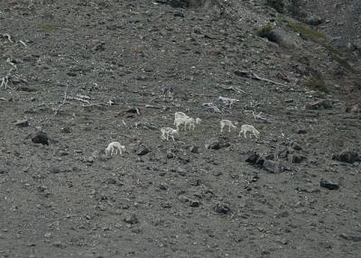 Mountain Goats