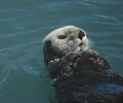 Sea Otter