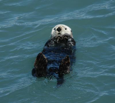 Sea Otter