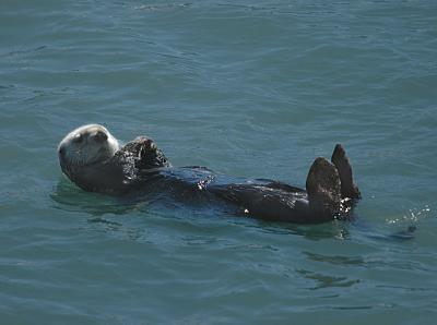 Sea Otter