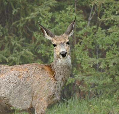 Sitka Black-tailed Deer