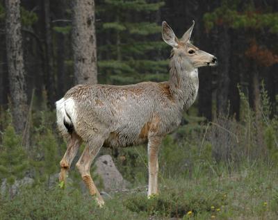 Sitka Black-tailed Deer