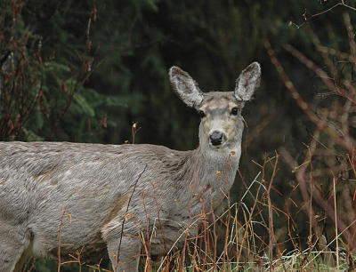 White-tailed Deer