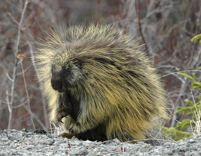 Porcupine