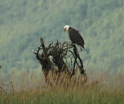 Bald Eagle