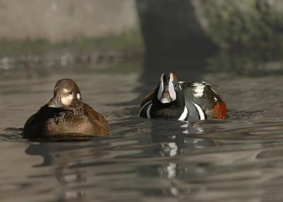 Harlequin Ducks