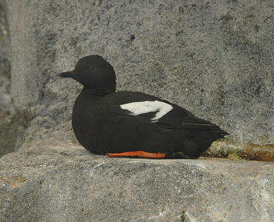 Pigeon Guillemot