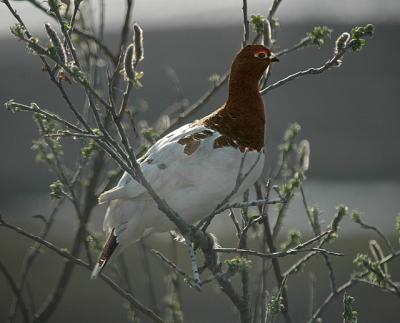 Willow Ptarmigan