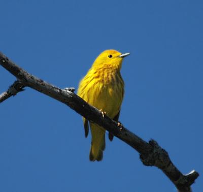 Yellow Warbler