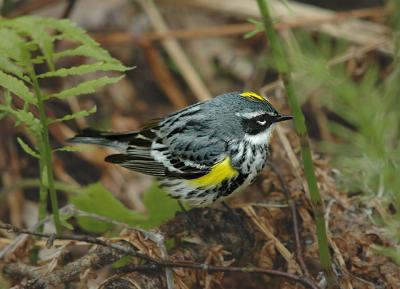 Yellow-rumped Warbler