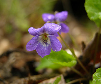 Bird-foot Violet