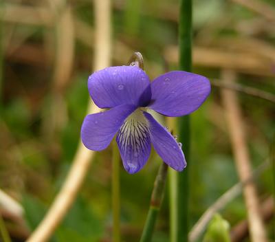 Bird-foot Violet