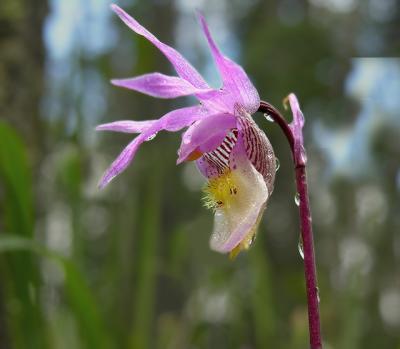 Calypso Orchid (Fairy Slipper)