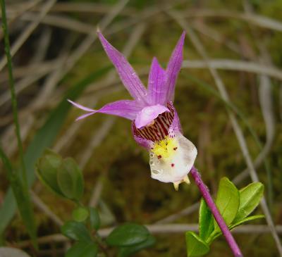 Calypso Orchid (Fairy Slipper)