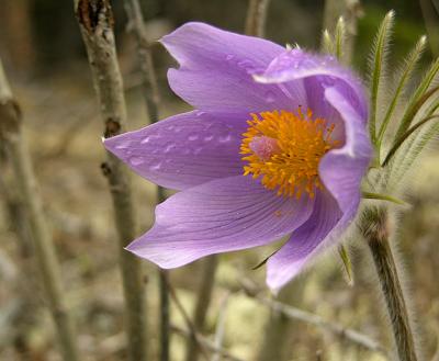 Prairie Crocus