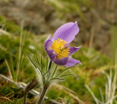 Prairie Crocus