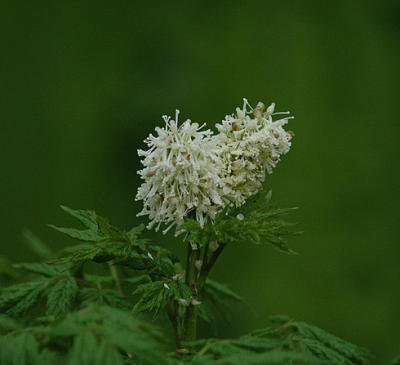 Wildflower, Unidentified