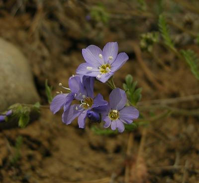 Wildflower, Unidentified