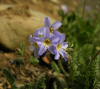 Wildflower, Unidentified