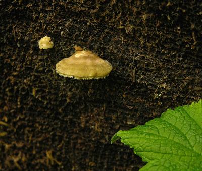 Fungus, Unidentified