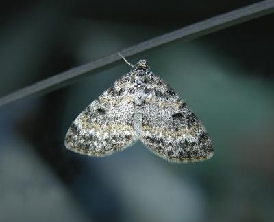 Moth, Unidentified