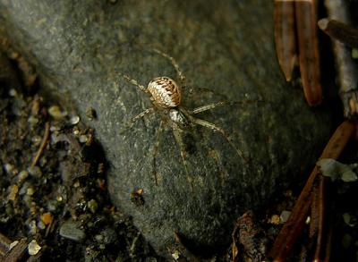 Sheetweb Spider