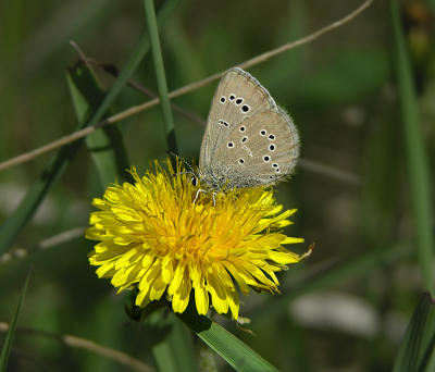 Greenish Blue