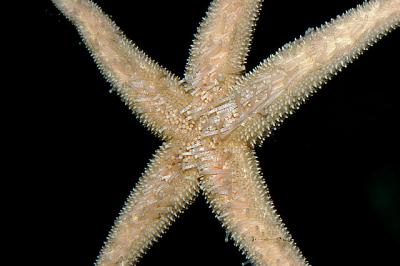 Starfish