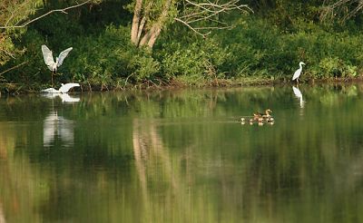 Snowy Egrets and Female Wood Duck with Ducklings