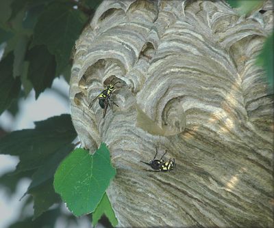 Bald-faced Hornet Nest