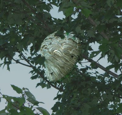Bald-faced Hornet Pendant Nest