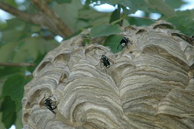 Bald-faced Hornet Nest