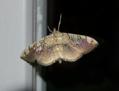 Basswood Leafroller Moth (5241)